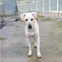 Foto dell\'animale cane - Matr. 2020/0488 - Microchip 380260043845901