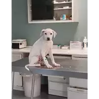 Foto dell\'animale cane - Matr. 2020/0490 - Microchip 380260043631807