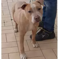 Foto dell\'animale cane - Matr. 2020/0491 - Microchip 380260101170436