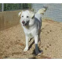 Foto dell\'animale cane - Matr. 2016/0059 - Microchip 380260042717200