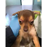 Foto dell\'animale cane - Matr. 2020/0496 - Microchip 380260043631922