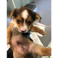 Foto dell\'animale cane - Matr. 2020/0497 - Microchip 380260043769537