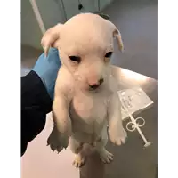 Foto dell\'animale cane - Matr. 2020/0499 - Microchip 380260043770107