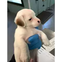 Foto dell\'animale cane - Matr. 2020/0498 - Microchip 380260043769497