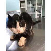 Foto dell\'animale gatto - Matr. 2020/0502 - Microchip 380260043770392