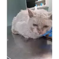 Foto dell\'animale gatto - Matr. 2020/0505 - Microchip 380260043769728
