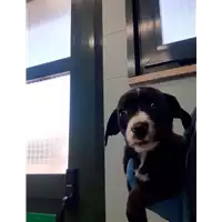 Foto dell\'animale cane - Matr. 2020/0510 - Microchip 380260043633387