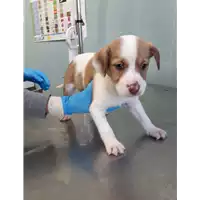Foto dell\'animale cane - Matr. 2020/0512 - Microchip 380260043632869