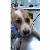 Foto dell\'animale cane - Matr. 2020/0524 - Microchip 380260043769545