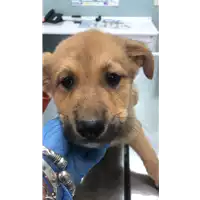 Foto dell\'animale cane - Matr. 2020/0523 - Microchip 380260043769662
