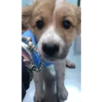 Foto dell\'animale cane - Matr. 2020/0517 - Microchip 380260043706674