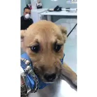 Foto dell\'animale cane - Matr. 2020/0522 - Microchip 380260043707213
