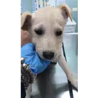 Foto dell\'animale cane - Matr. 2020/0521 - Microchip 380260043770485