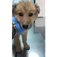 Foto dell\'animale cane - Matr. 2020/0520 - Microchip 380260043769500