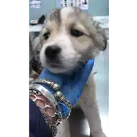 Foto dell\'animale cane - Matr. 2020/0518 - Microchip 380260043770411