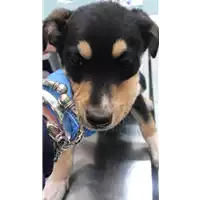 Foto dell\'animale cane - Matr. 2020/0516 - Microchip 380260043769849