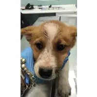 Foto dell\'animale cane - Matr. 2020/0515 - Microchip 380260043707228