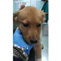 Foto dell\'animale cane - Matr. 2020/0519 - Microchip 380260043770276