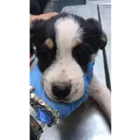 Foto dell\'animale cane - Matr. 2020/0514 - Microchip 380260043769733