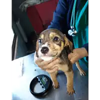 Foto dell\'animale cane - Matr. 2020/0526 - Microchip 380260043631783
