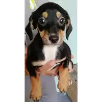 Foto dell\'animale cane - Matr. 2020/0527 - Microchip 380260043845864