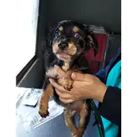 Foto dell\'animale cane - Matr. 2020/0528 - Microchip 380260043846556