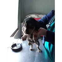 Foto dell\'animale cane - Matr. 2020/0529 - Microchip 380260043769806