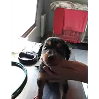 Foto dell\'animale cane - Matr. 2020/0530 - Microchip 380260043769841