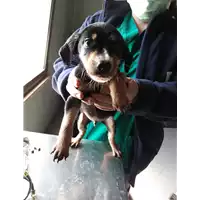 Foto dell\'animale cane - Matr. 2020/0531 - Microchip 380260043769839