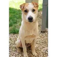 Foto dell\'animale cane - Matr. 2020/0532 - Microchip 380260043709592