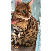 Foto dell\'animale gatto - Matr. 2019/2118 - Microchip 380260043872579