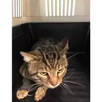 Foto dell\'animale gatto - Matr. 2020/0535 - Microchip 380260043709577