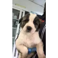 Foto dell\'animale cane - Matr. 2020/0541 - Microchip 380260043708035