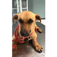 Foto dell\'animale cane - Matr. 2020/0545 - Microchip 380260043708219