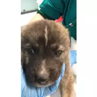 cane - Matr. 2020/0540 - Microchip 380260043707789