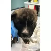 cane - Matr. 2020/0539 - Microchip 380260043707557
