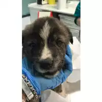 Foto dell\'animale cane - Matr. 2020/0538 - Microchip 380260043707712