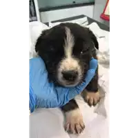Foto dell\'animale cane - Matr. 2020/0537 - Microchip 380260043707670