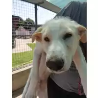 Foto dell\'animale cane - Matr. 2020/0546 - Microchip 380260043707866