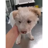 cane - Matr. 2020/0547 - Microchip 380260043709728