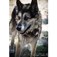 Foto dell\'animale cane - Matr. 2015/1452 - Microchip 380260042292240