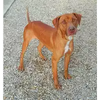 Foto dell\'animale cane - Matr. 2019/1110 - Microchip 380260043681283