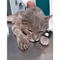 Foto dell\'animale gatto - Matr. 2020/0562 - Microchip 380260043853905