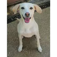Foto dell\'animale cane - Matr. 2020/0563 - Microchip 380260043853665