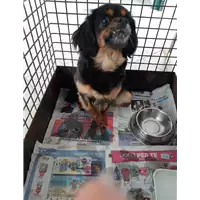 Foto dell\'animale cane - Matr. 2020/0565 - Microchip 380260002139390