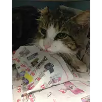 Foto dell\'animale gatto - Matr. 2020/0570 - Microchip 380260043854265
