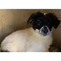 Foto dell\'animale cane - Matr. 2020/0571 - Microchip 380260043854182