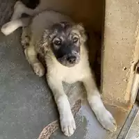 Foto dell\'animale cane - Matr. 2020/0572 - Microchip 380260043852728