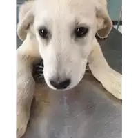 Foto dell\'animale cane - Matr. 2020/0573 - Microchip 380260043854352