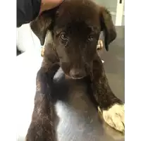 Foto dell\'animale cane - Matr. 2020/0574 - Microchip 380260043526528